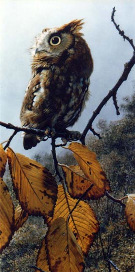 (image for) Handmade oil painting Copy paintings of famous artists Carl Brenders paintings Fireball Screech Owl
